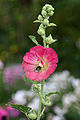 Alcea rosea L.