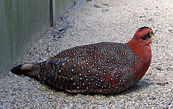 Burmantragopaani (Tragopan blythii)