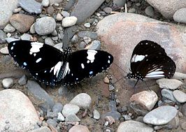 Euploea radamanthus