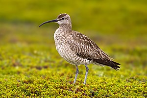 Eŭropa subspecio de malgranda kurlo Numenius phaeopus phaeopus