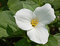 Trille blanc (Trillium grandiflorum).