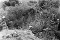 La cabane de berger qui se dressait à l'angle du pignon du cortal (vue prise depuis le sommet de ce dernier).