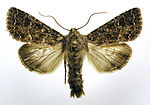 Apamea furva – Specimen