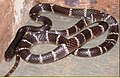 Bungarus caeruleus, the common krait.