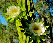 Cactus flowers