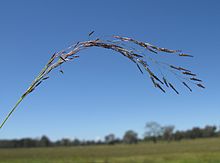 Eragrostis pilosa 1.jpg