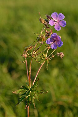 Pļavas gandrene (Geranium pratense)