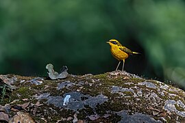 At Godawari forest, Nepal.