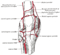 Circumpatellar anastomosis.