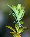 Leptynia hispanica espezieko intsektua, Espainiakoa.