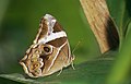 Side view (female)