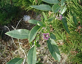 Almindelig Bukketorn (Lycium barbarum)