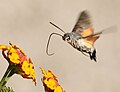 Macroglossum stellatarum libando néctar.