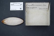 Naturalis Biodiversity Center - RMNH.MOL.311284 - Sepiella inermis (Van Hasselt, 1835) - Sepiidae - Mollusc shell.jpeg