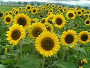 小野市の市花ひまわり ひまわりの丘公園