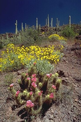 Orgelpijpcactus