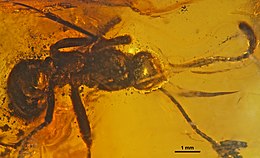 Paraneuretus tornquisti