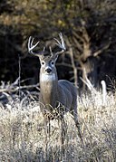 Odocoileus virginianus