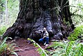 Image 10Redwood tree in northern California redwood forest: According to the National Park Service, "96 percent of the original old-growth coast redwoods have been logged." (from Old-growth forest)