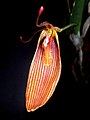 Restrepia antennifera