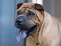 Shar pei sacando la lengua