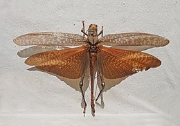 Tropidacris cristata