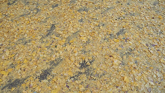 Footprints raked through fallen ginkgo leaves in Tokyo, Japan