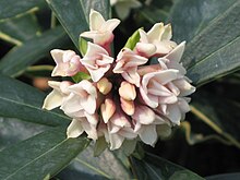 花葉白瑞香 Daphne papyracea -香港花展 Hong Kong Flower Show- (9240225962).jpg