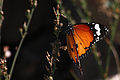 Afrikansk monarksommarfugl (Danaus chrysippus) i Zhighy-bukta