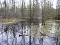 A swamp at peat mining near Rudensk