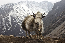 Bos grunniens at Letdar on Annapurna Circuit