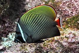 Chaetodon collare