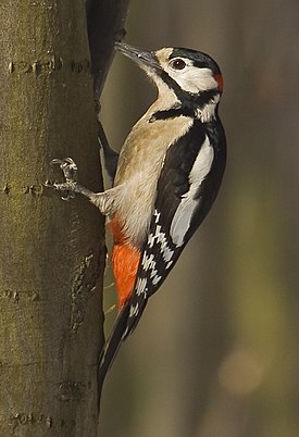 Käpytikka (Dendrocopos major)