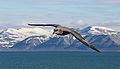 Havhest i Isfjorden, bilde fra 2006. Foto: Michael Haferkamp