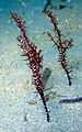 A pair observed in North Sulawesi, Indonesia