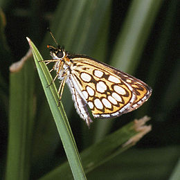 Heteropterus morpheus