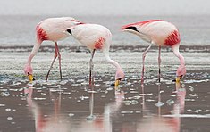 Flamants de James (Phoenicoparrus jamesi).