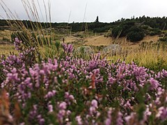 Vegetație în Parcul național Karkonosze