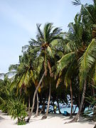 Coconut trees