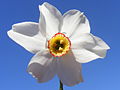 Image 13Grandalla flower, the national symbol (from Andorra)