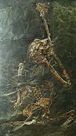 Oreopithecus bambolii, scimmia fossile, rinvenuta nei giacimenti lignitiferi toscani e in sardegna