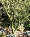 Parkinsonia microphylla