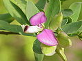 원지과의 Polygala myrtifolia