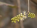 Combretum albidum