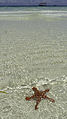 Red-knobbed starfish on the beach in Nungwi, northern Zanzibar