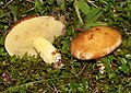 Suillus granulatus