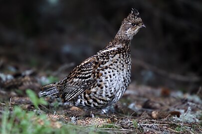 Juveniel hazelhoen