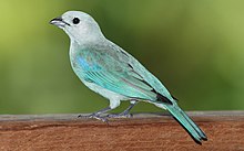 Un oiseau bleu turquoise et noir