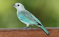 Blue-gray tanager