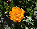 Trollius altaicus, Mongòlia